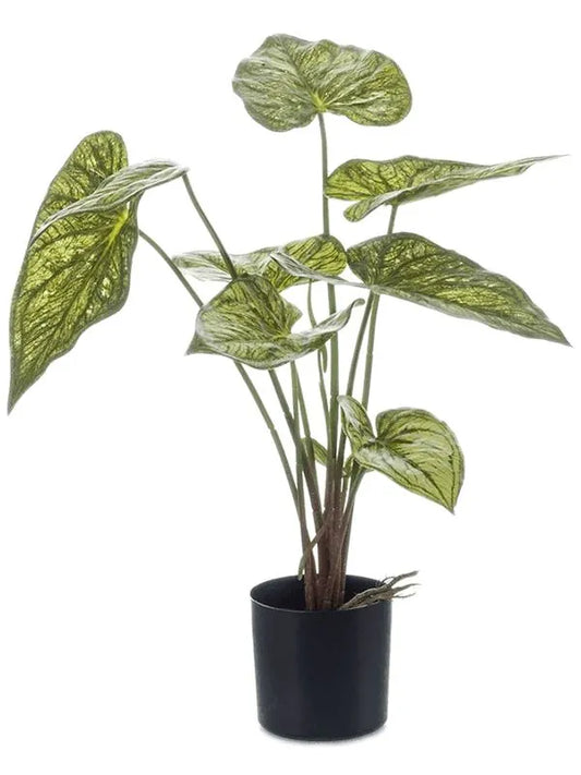 Caladium Artificial Plant Premium Faux 60cm Height