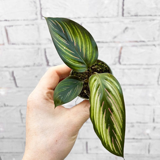 Calathea Beautystar Prayer House Plant 6cm Pot