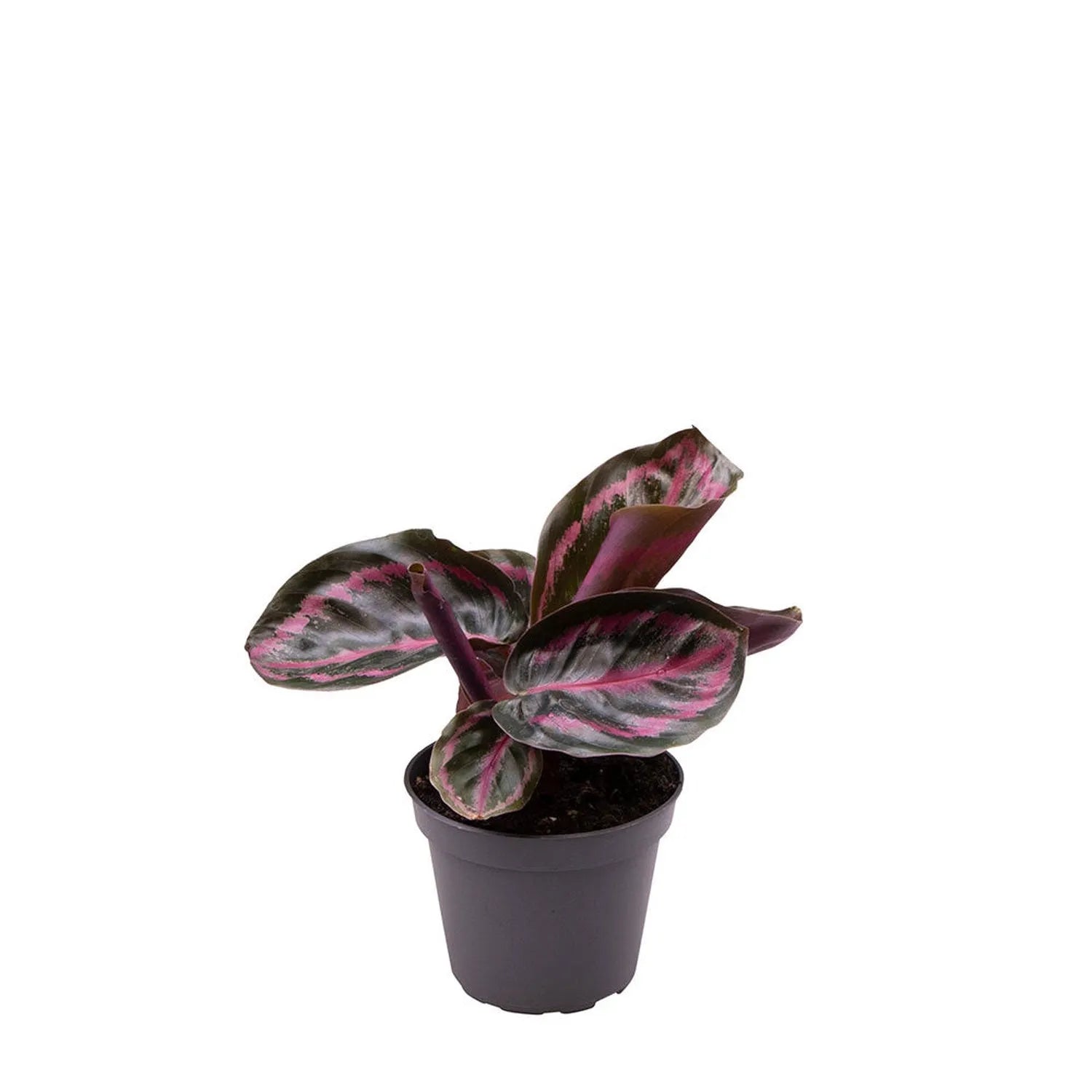 Calathea Roseopicta Illustrious Dottie Prayer Plant House Plant 6cm Pot