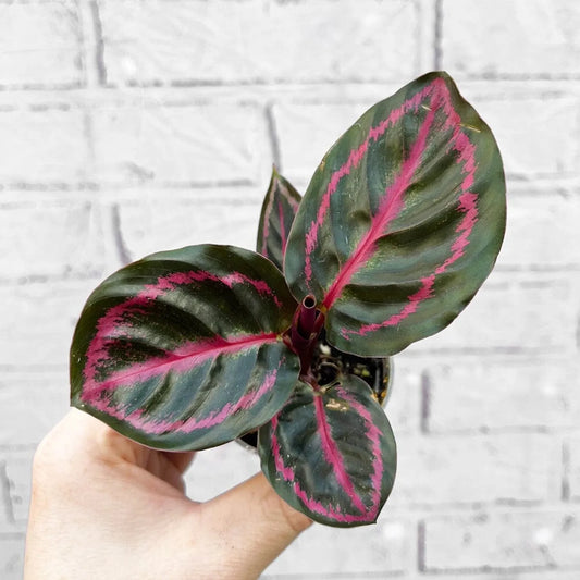 Calathea Roseopicta Illustrious Dottie Prayer Plant House Plant 6cm Pot