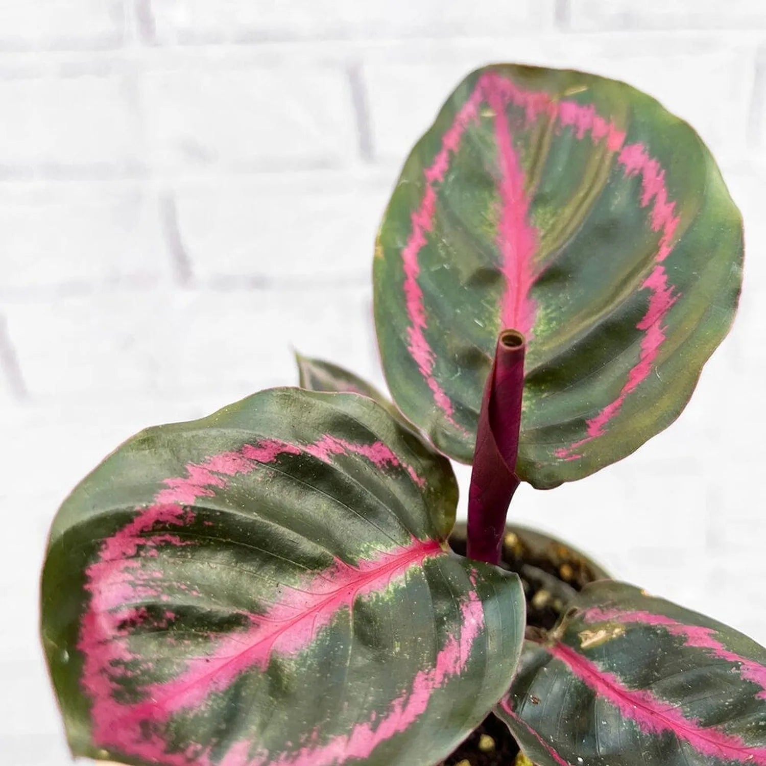 Calathea Roseopicta Illustrious Dottie Prayer Plant House Plant 6cm Pot