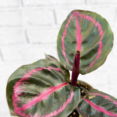 Calathea Roseopicta Illustrious Dottie Prayer Plant House Plant 6cm Pot