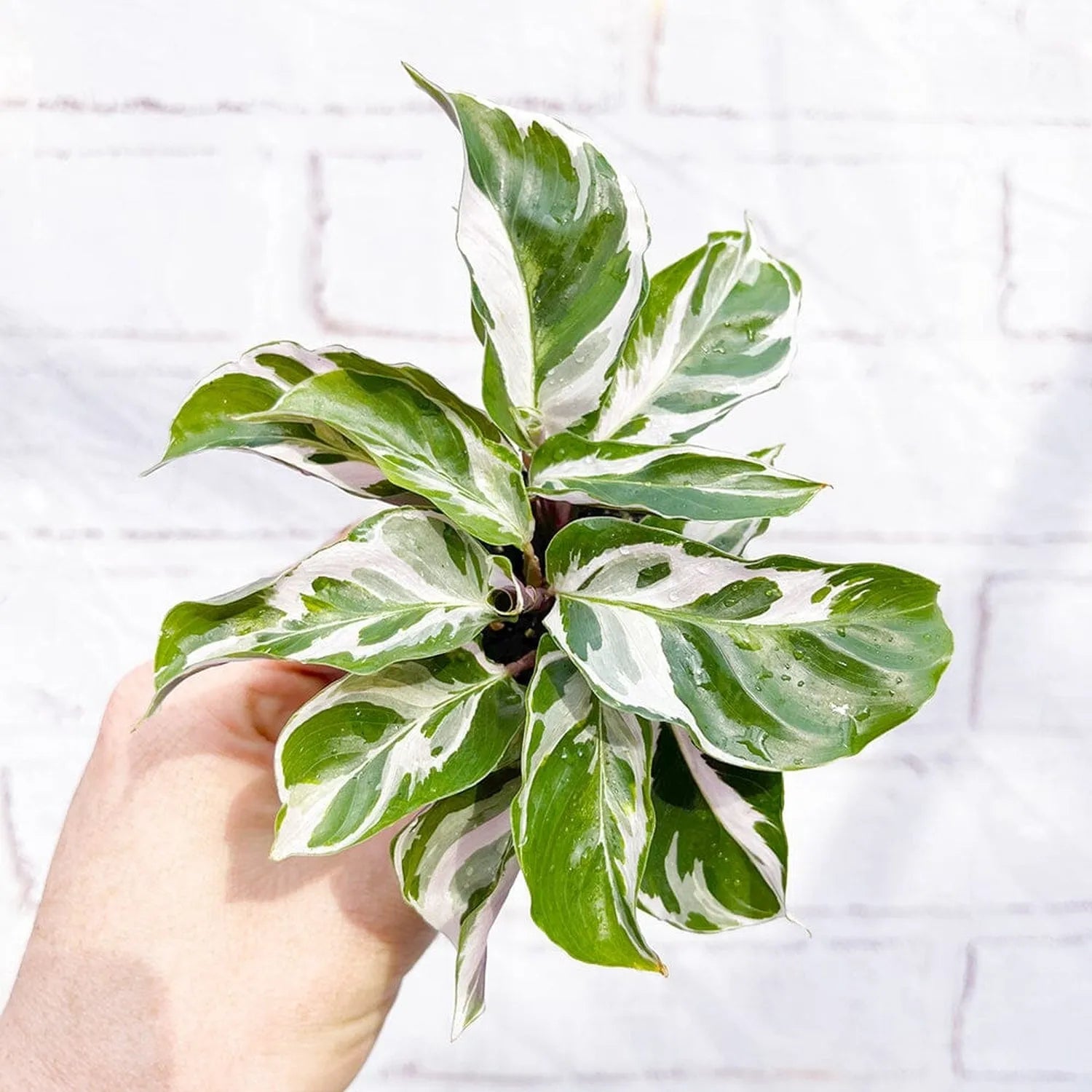 Calathea White Fusion Prayer Plant House Plant 6cm Pot