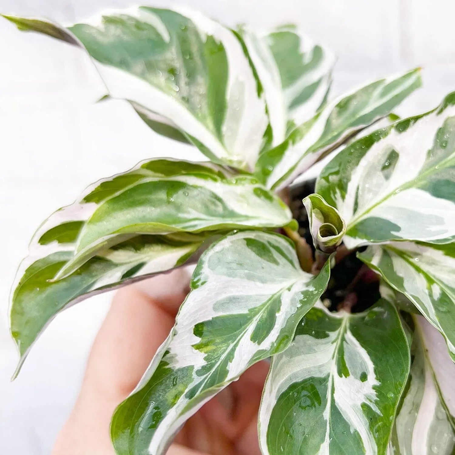 Calathea White Fusion Prayer Plant House Plant 6cm Pot