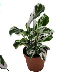 Calathea White Fusion Prayer Plant House Plant 6cm Pot