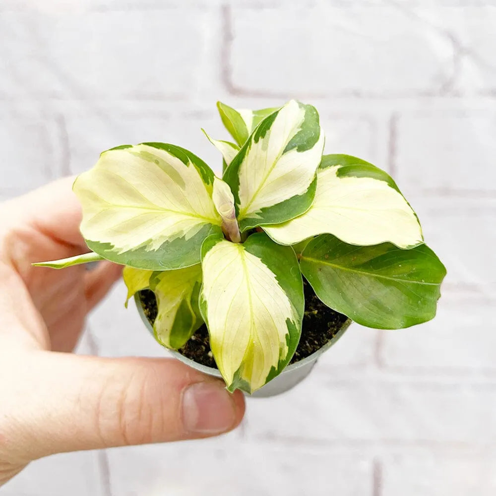 Calathea Yellow Fusion Prayer Plant House Plant 6cm Pot