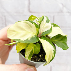 Calathea Yellow Fusion Prayer Plant House Plant 6cm Pot
