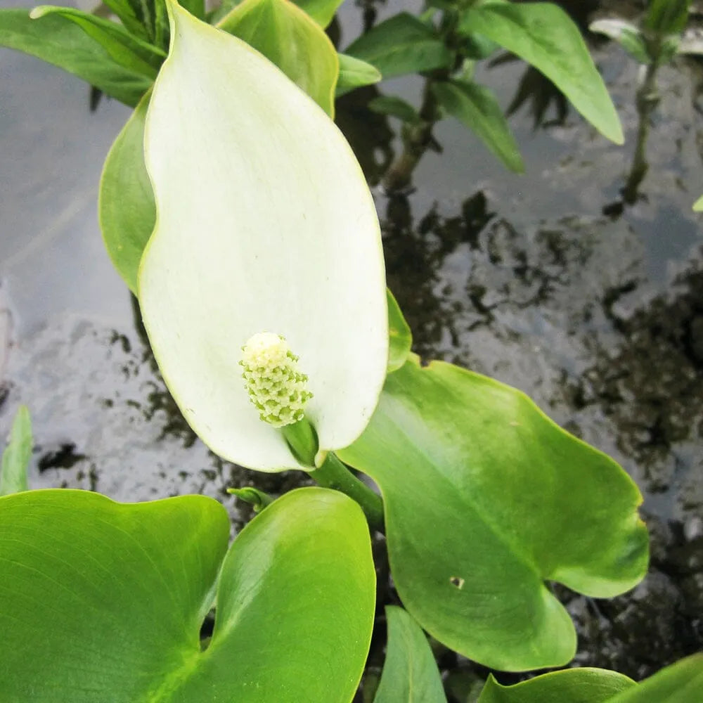 Calla Palustris Aquatic Pond Plant - Bog Arum