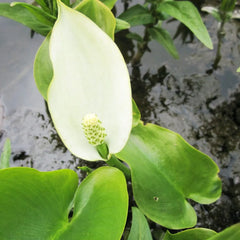 Calla Palustris Aquatic Pond Plant - Bog Arum