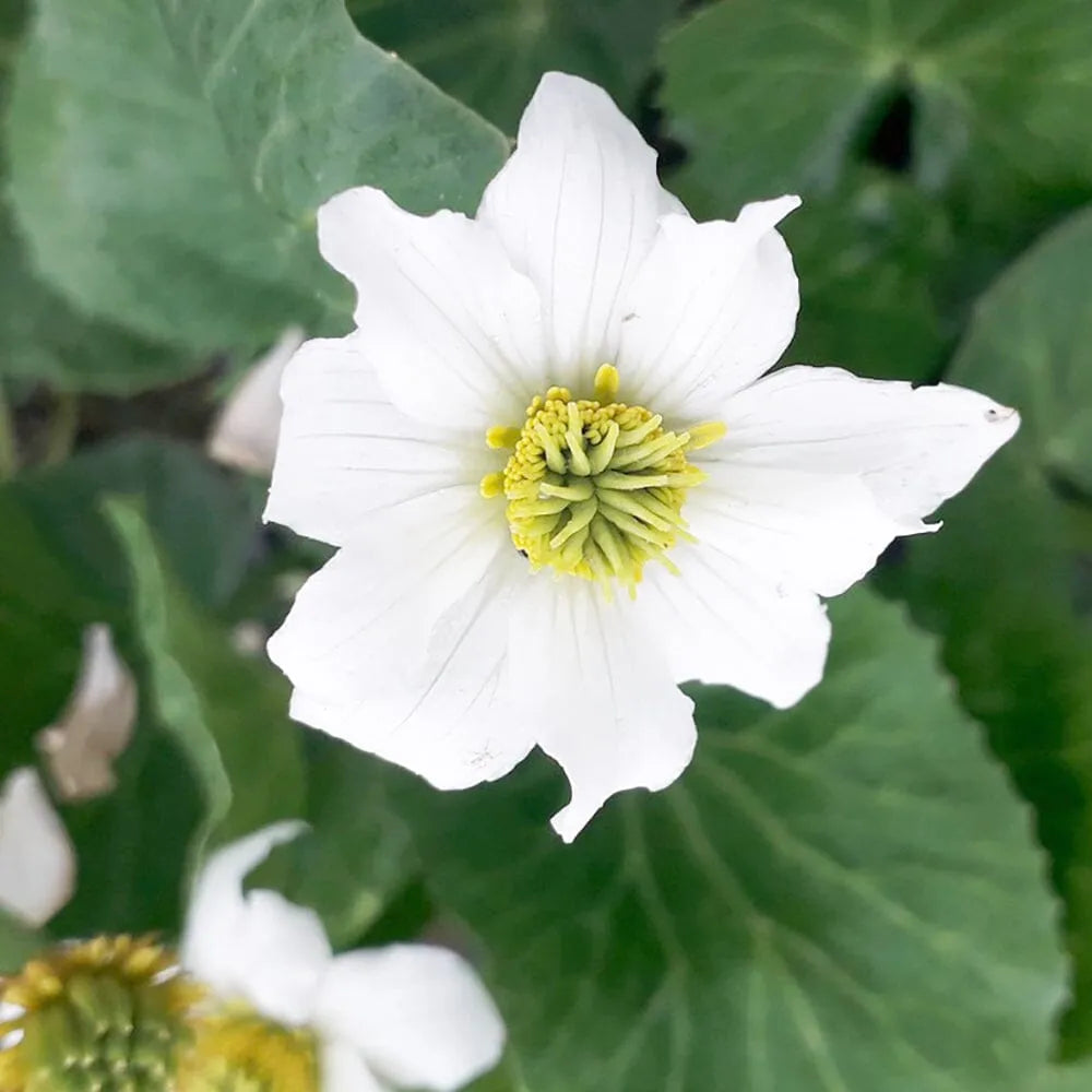 Caltha Leptosepala Aquatic Pond Plant - Marsh Marigold