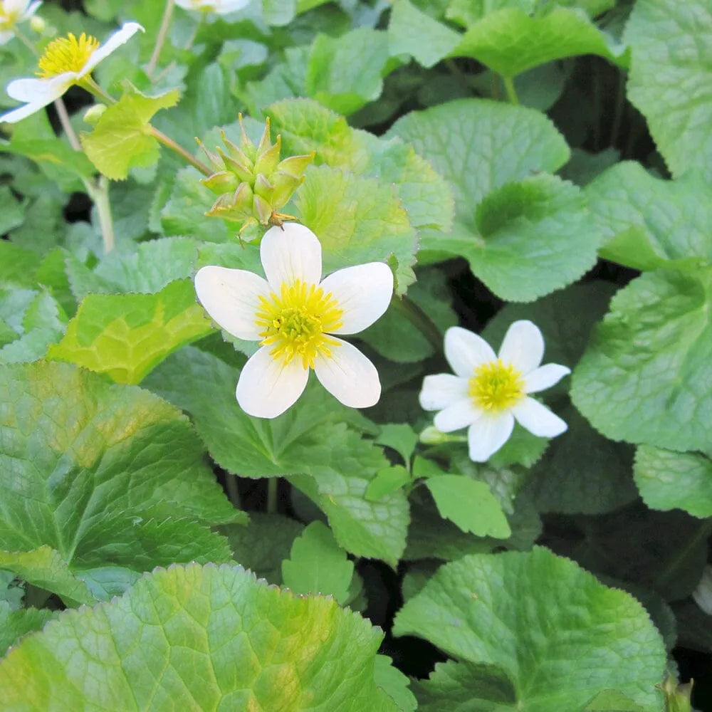 Caltha Palustris Alba Aquatic Pond Plant - White Marsh Marigold