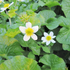 Caltha Palustris Alba Aquatic Pond Plant - White Marsh Marigold