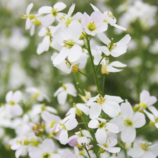 Cardamine Pratensis Aquatic Pond Plant - Cuckoo Flower