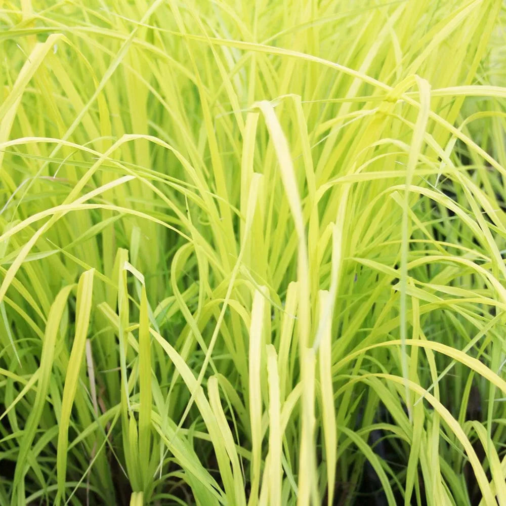 Carex Elata Aurea Aquatic Pond Plant - Bowles' Golden Sedge