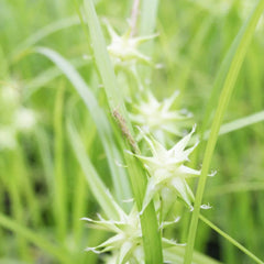 Carex Grayi Aquatic Pond Plant - Gray's Sedge