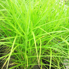 Carex Muskingumensis Aquatic Pond Plant - Palm Sedge