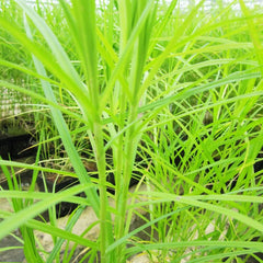 Carex Muskingumensis Aquatic Pond Plant - Palm Sedge