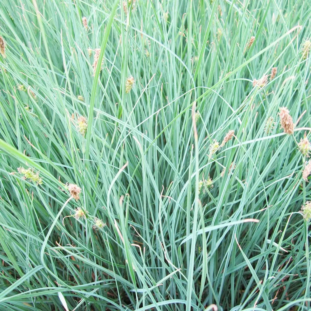 Carex Panicea Aquatic Pond Plant - Carnation Sedge