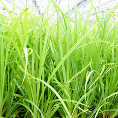 Carex Pendula Aquatic Pond Plant - Pendulous Sedge