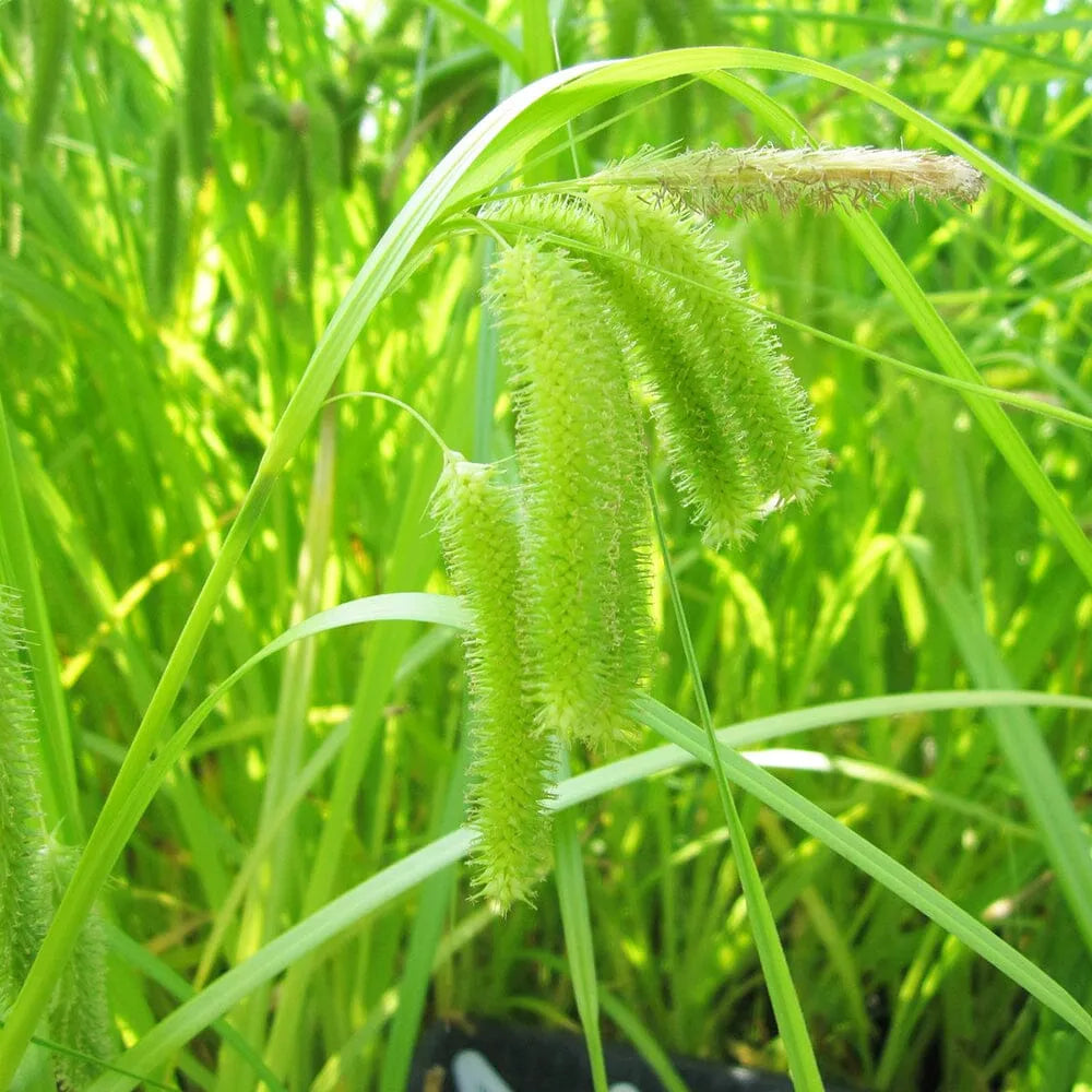 Carex Pseudocyperus Aquatic Pond Plant - Cypriot Sedge