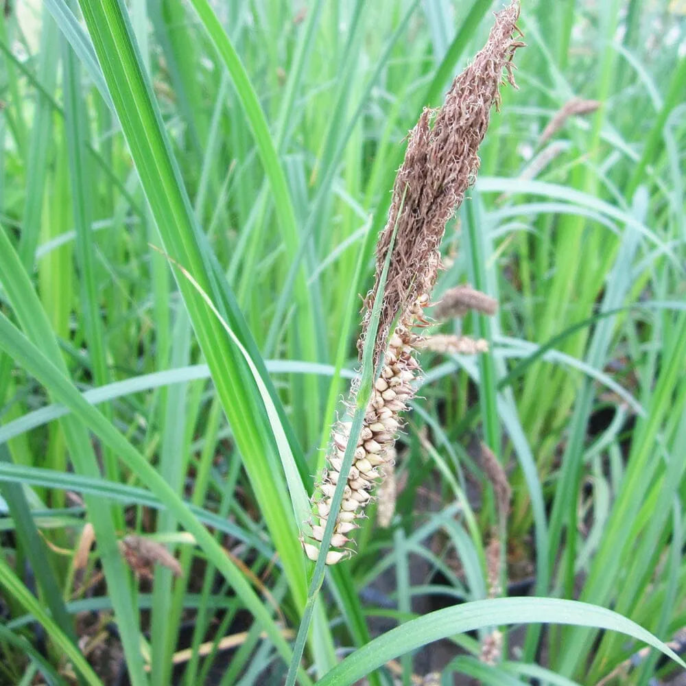 Carex Riparia Aquatic Pond Plant - Riverbank Sedge