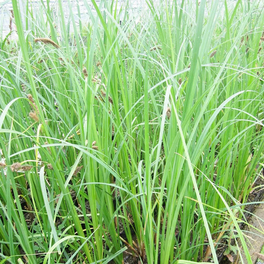 Carex Riparia Aquatic Pond Plant - Riverbank Sedge