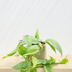 15 - 20cm Epipremnum Cebu Blue Pothos 12cm Pot House Plant