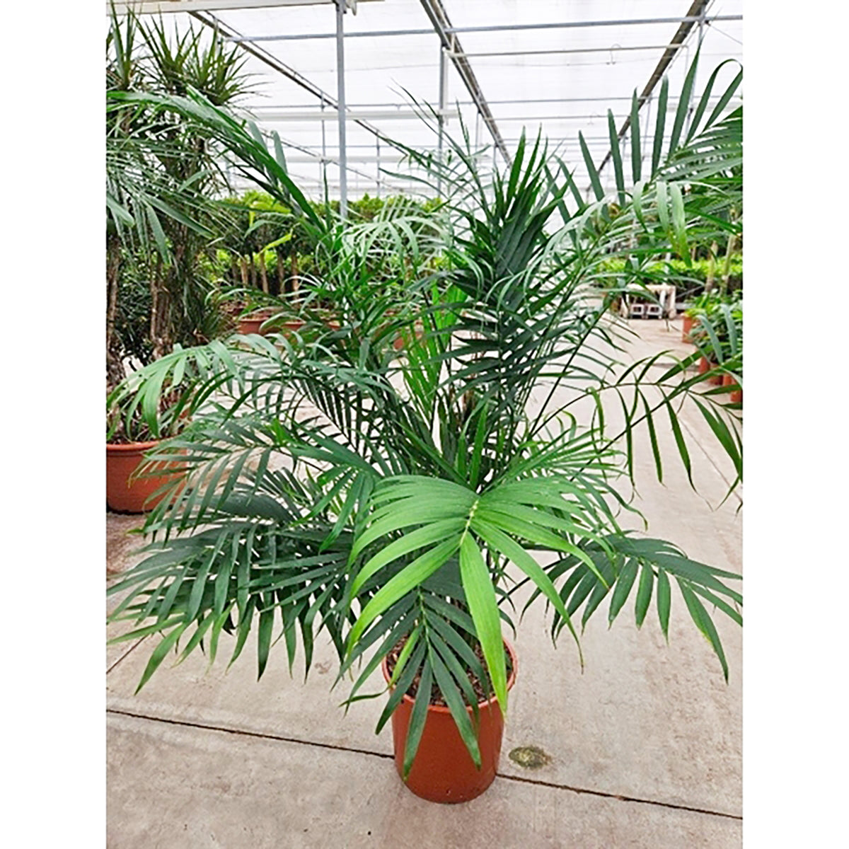 150 - 170cm XXL Chamaedorea Cataractarum 34cm Pot House Plant