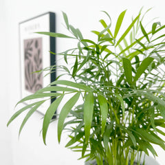 Chamaedorea Elegans 12cm Pot House Plant
