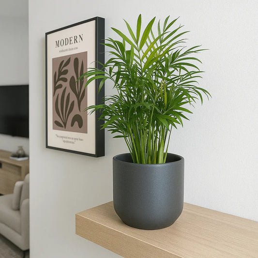 Chamaedorea Elegans 12cm Pot House Plant