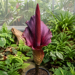 100 - 120cm Corpse Flower Amorphophallus Konjac 19cm Pot House Plant