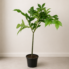 100 - 120cm Corpse Flower Amorphophallus Konjac 19cm Pot House Plant