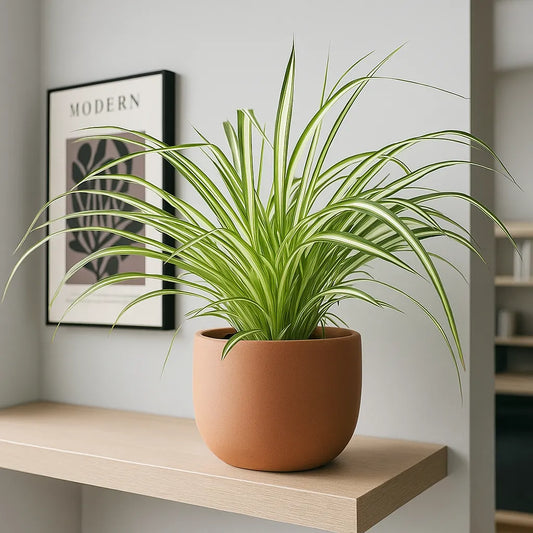 Chlorophytum Comosum 12cm Pot House Plant