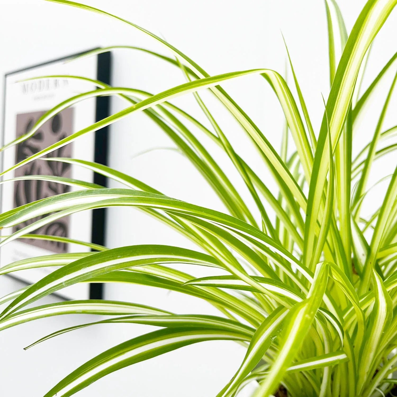 Chlorophytum Comosum 12cm Pot House Plant