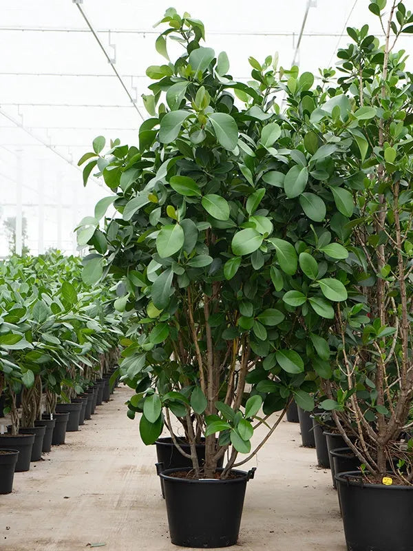 Clusia rosea 'Green Magic' 50cm Pot 270cm Height Outdoor Tree