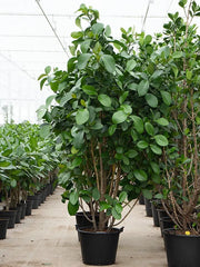 Clusia rosea 'Green Magic' 50cm Pot 270cm Height Outdoor Tree