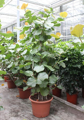 260 - 300cm XXL Coccoloba Uvifera 55cm Pot House Plant