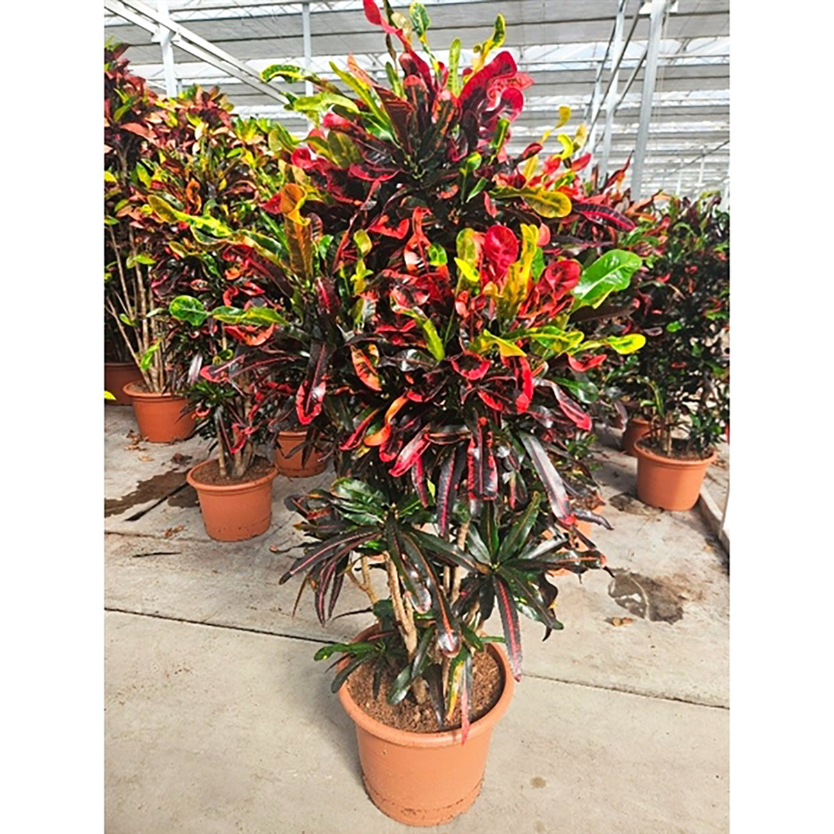 170 - 190cm XXL Codiaeum Variegatum Mammi 45cm Pot House Plant