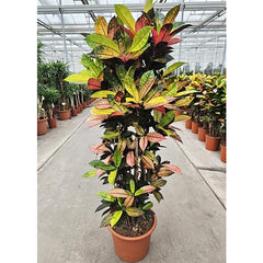 170 - 190cm XXL Codiaeum Variegatum Mrs Iceton 40cm Pot House Plant