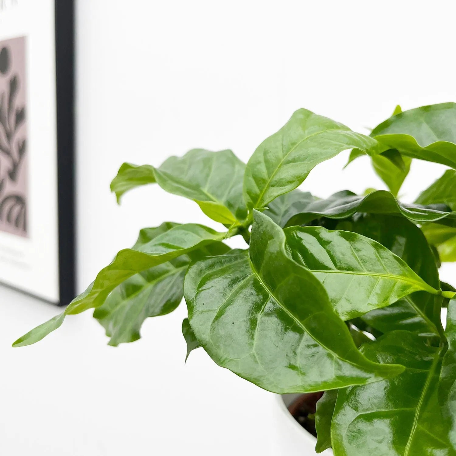 Coffee Arabica 12cm Pot House Plant