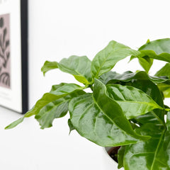 Coffee Arabica 12cm Pot House Plant