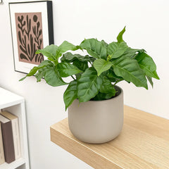 Coffee Arabica 12cm Pot House Plant