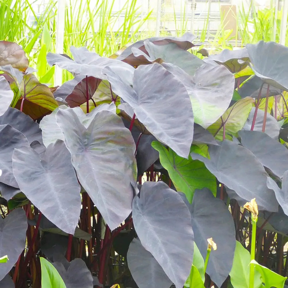 Colocasia Rubra Black Magic Aquatic Pond Plant - Elephant Ear