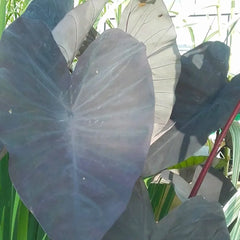 Colocasia Rubra Black Magic Aquatic Pond Plant - Elephant Ear