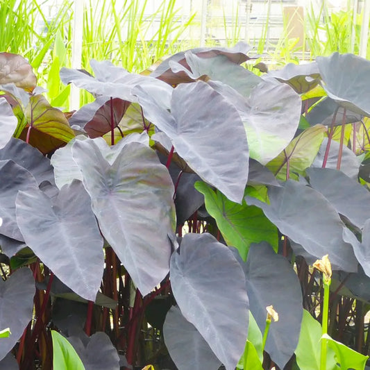 Colocasia Rubra Black Magic Aquatic Pond Plant - Elephant Ear