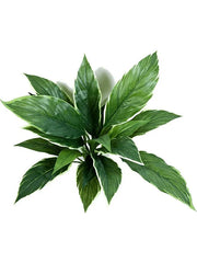 Cordyline Artificial Plant Premium Faux 30cm Height