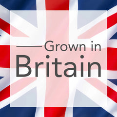 Cranberry Pilgrim (Vaccinium Macrocarpon) Fruit Bush 3ltr Pot