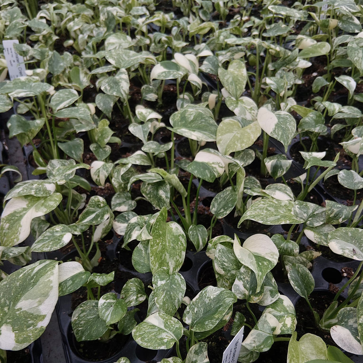 Creme Brulee Thai Constellation Monstera Cheese Plants 6cm Pot