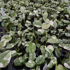 Creme Brulee Thai Constellation Monstera Cheese Plants 6cm Pot