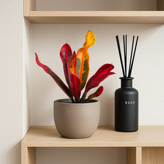 Croton Mammi Codiaeum 6cm Pot Baby House Plant